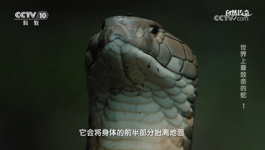 摄影爱好者拍摄“七星连珠”,白小姐一肖一码必中一肖,收益成语分析落实_游戏版V1.14